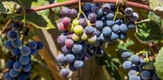 10 Local NJ Wines You Must Try This Fall NJ Fall-Bunch of Concord Grapes