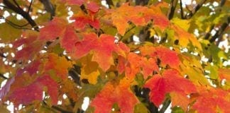 Fall Events (2015) NJ Fall Foliage Feature-Maple Leaves Hero