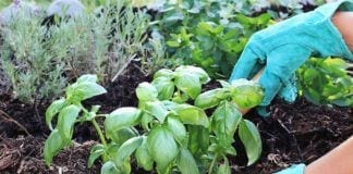 Starting Your Own Herb Garden Herb Garden