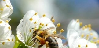 4 Tips for Growing a Pollinator Victory Garden Victory Garden