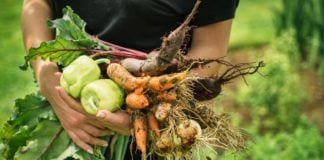 The Benefits of Starting Your Own Community Garden Community Garden