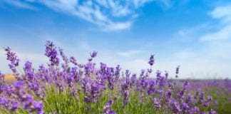 A Visit to New Jersey's First Lavender Farm Lavender