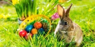 The Best Easter Events Guide in New Jersey 2022 Easter in New Jersey