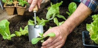 A Handy Guide to Spring Seed Planting spring seed planting