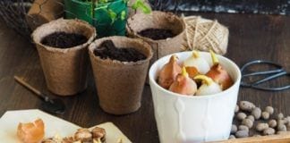 The Best Bulbs to Plant this Spring best bulbs