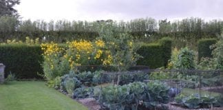 Gardening is One of the Best Ways to Stay Healthy. Here’s Why Healthy Benefits of Gardening