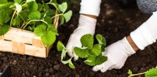 Planting Cover Crops to Benefit Your Garden cover crops, garden
