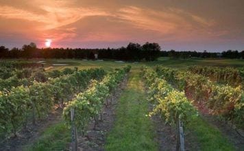 Renault Winery Photo of Vineyard at Renault Winery American Restaurant in Egg Harbor