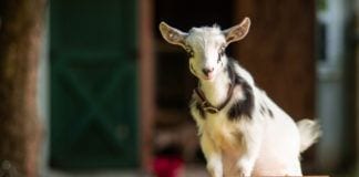 Homesteading Ideas for Beginners from NJ Experts Photo of Goat at Dutch Hill Farms