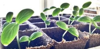 Garden State Gardening: Homesteading Tips for Small Spaces Homesteading Garden Example