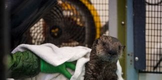 The Best Live Animal Cams Streaming 24/7 Aquarium of the Pacific Sea Otter Animal Cam