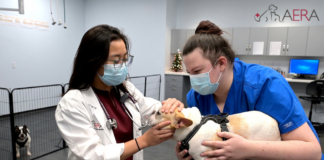 The Best Emergency Vets in New Jersey Best Emergency Vets in New Jersey - AERA Doctor working with dog