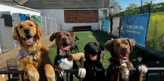 The 10 Best Dog Boarding Services in New Jersey The Best Dog Boarding Services in New Jersey of 2026