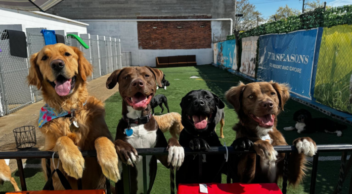 The 10 Best Dog Boarding Services in New Jersey The Best Dog Boarding Services in New Jersey of 2026