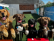 The 10 Best Dog Boarding Services in New Jersey The Best Dog Boarding Services in New Jersey of 2026